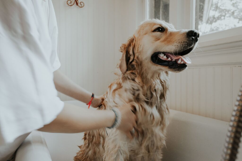 Dog Grooming Rochester, Kent