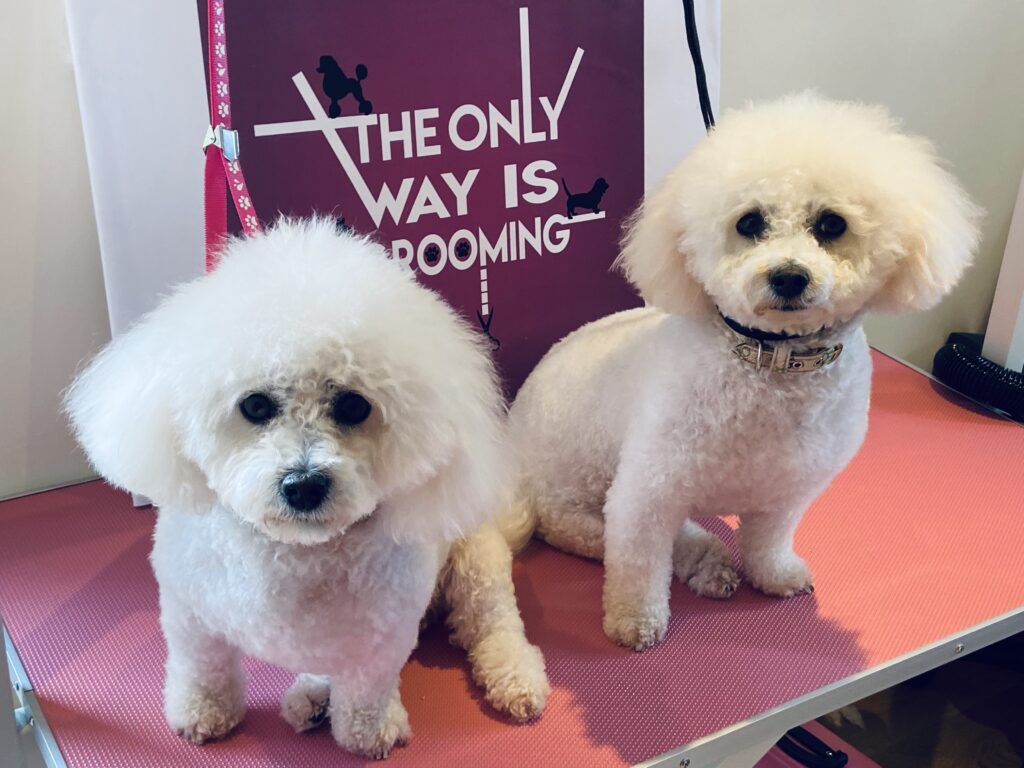 Dogs Groomer Chelmsford