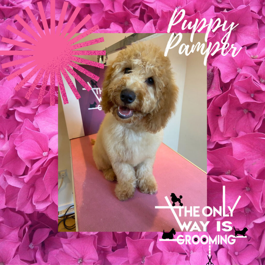 Puppy Pamper Packages in Rochester
