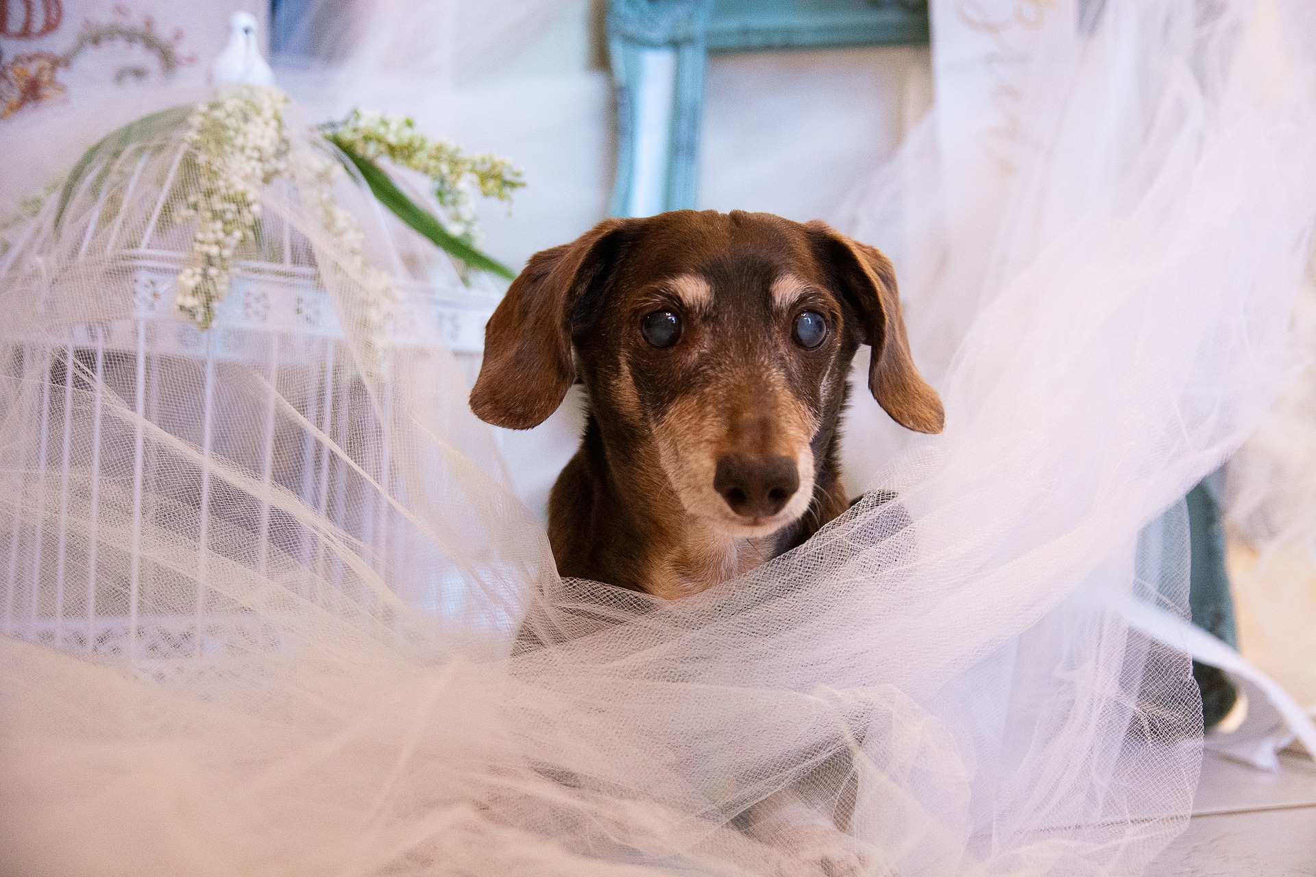 Wedding dog chaperone - platinum package