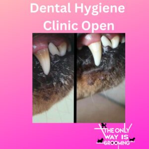 Dental Hygiene Clinic Open